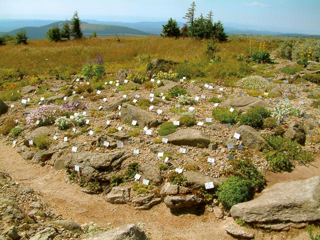 Raymond Faure - Brockengarten 