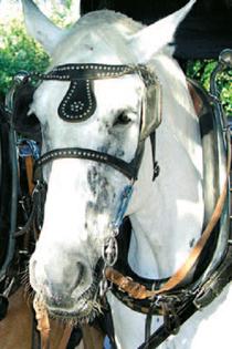 images/attraktiontyp/resize/