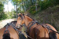 images/attraktiontyp/resize/Foto:  Reit- und Sporthotel Nordmann