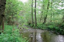 images/attraktiontyp/resize/Die unsprngliche Natur zu bewahren ist das Ziel der zahlreichen Naturschutzgebiete im Harz  Tjark Wegner