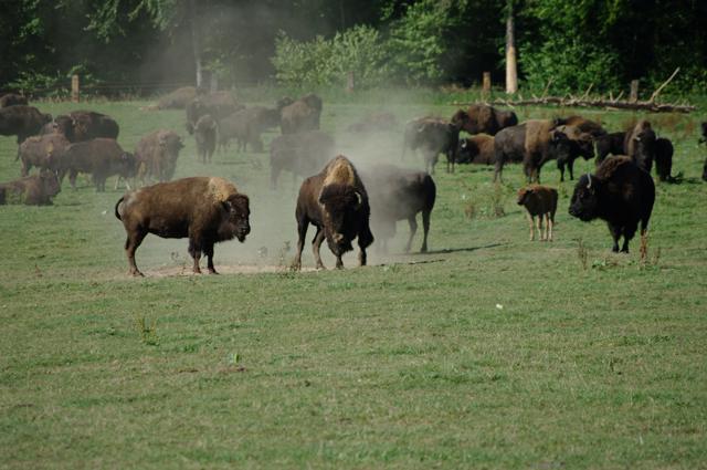 Reit- und Sporthotel Nordmann