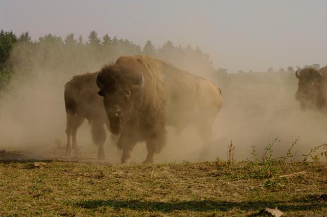 Reit- und Sporthotel Nordmann