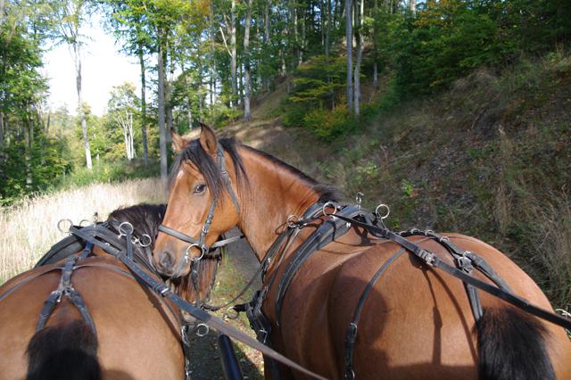 Reit- und Sporthotel Nordmann