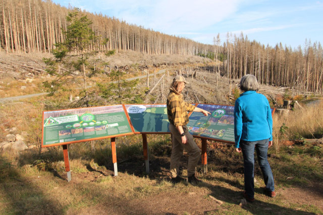 Waldwandel am Brocken erleben und verstehen
