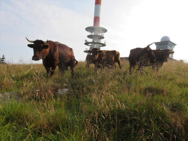 Rotes Harzer Höhenvieh wieder auf der Höhe