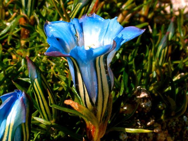  Raymond Faure - Brocken