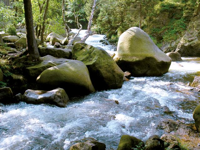  Raymond Faure - Schulenberg