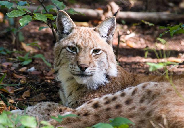 Tourist-Information Bad Harzburg - Bad Harzburg