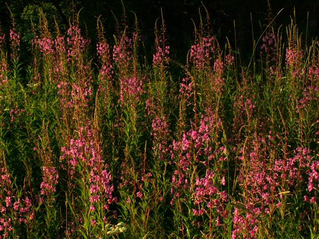 Clausthal-Zellerfeld